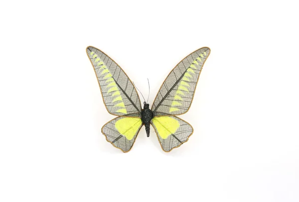 Kelebek Pararubber yapraklarından yapılmış