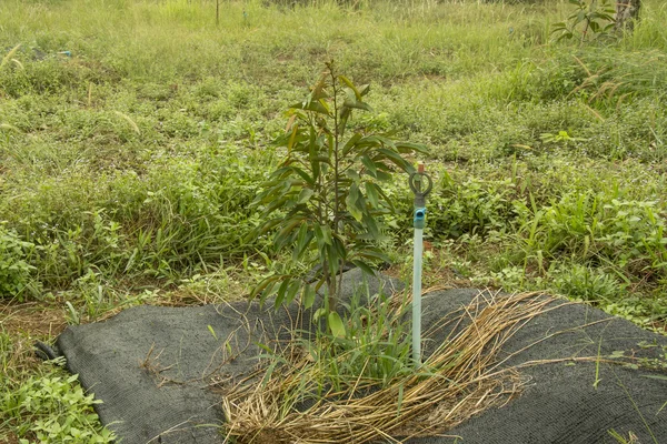 Durian irrigation System by sprinkler