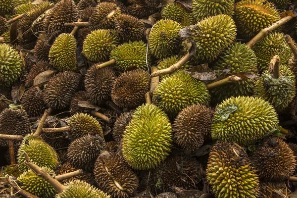 Yaz fırtınasından genç Durian hasar