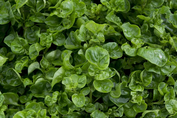Watercress cropping
