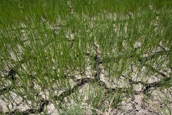 Rice field With Cracked Dried Earth Royalty Free Stock Images