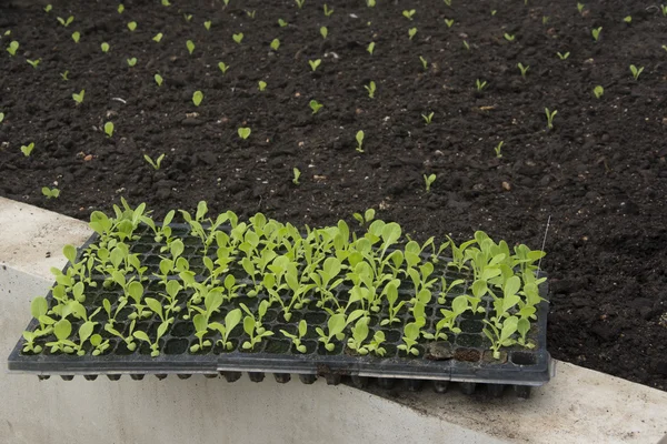 Planta joven creciendo en suelo marrón —  Fotos de Stock