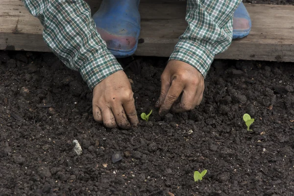 Agricultor plantando plántulas jóvenes —  Fotos de Stock