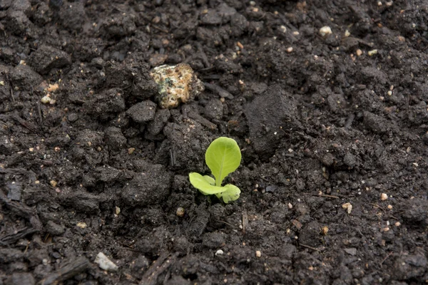 Jovem planta crescendo em solo castanho — Fotografia de Stock