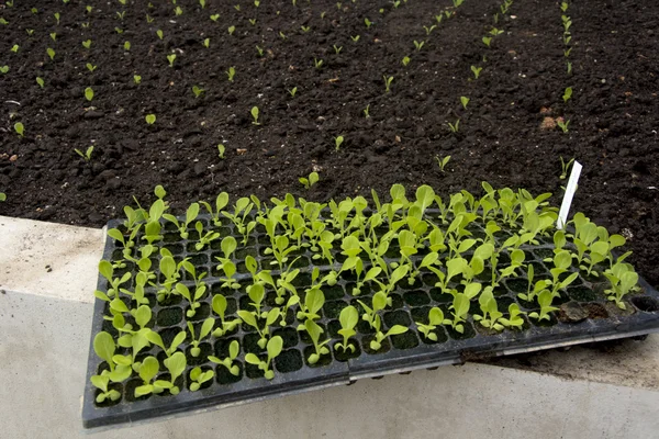 kahverengi toprak üzerinde büyüyen genç bitki