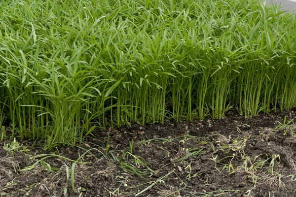 Morning Glory growing on a farm