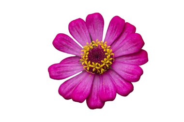 Kükürt Cosmos turuncu Cosmos