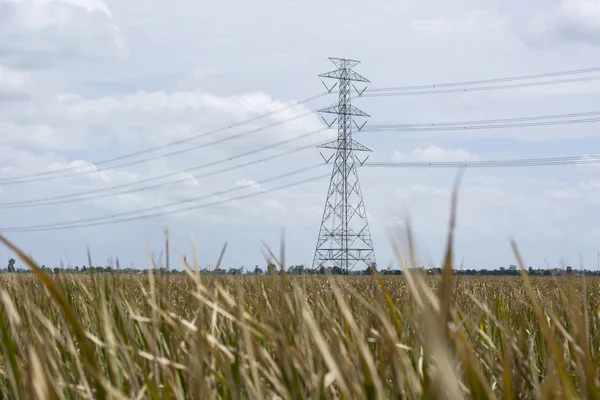 Kükürt Cosmos turuncu Cosmos