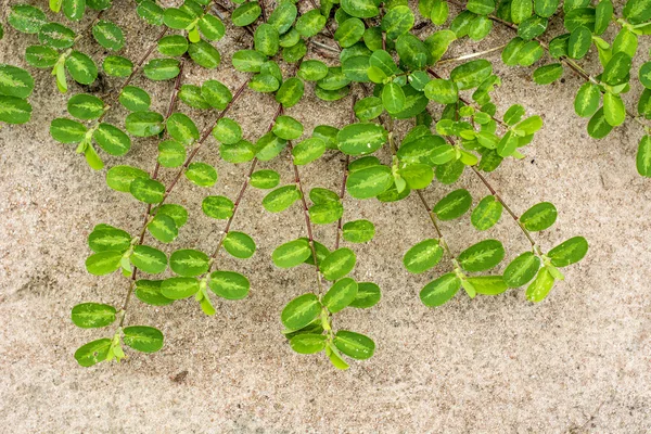 Die grüne Schlingpflanze auf dem Boden — Stockfoto