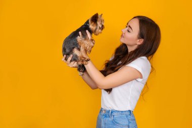  Kollarında sarı arka planda Yorkshire Teriyeri köpeği olan bir kız.