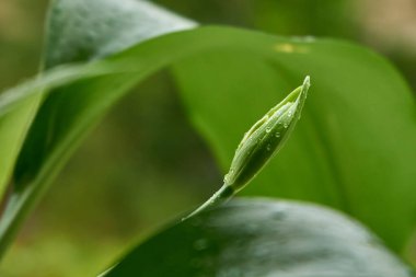 Sokakta yağmur damlalarında çiçek tomurcukları