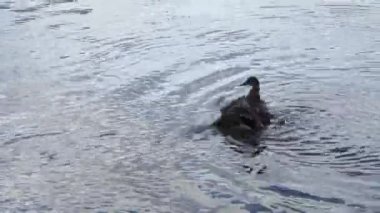 ördek nehirde yüzüyor.