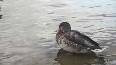 ördek nehirde yüzüyor.