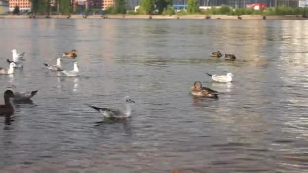 Утки плавают в реке — стоковое видео