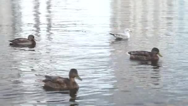 Canards nagent dans la rivière — Video