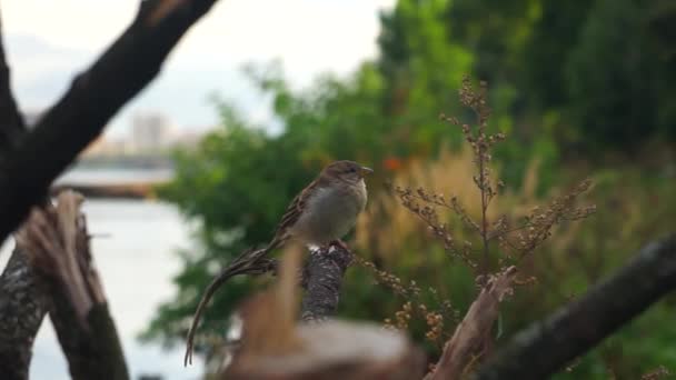 Little bird sparrow sits on a branch and flies away — Stock Video