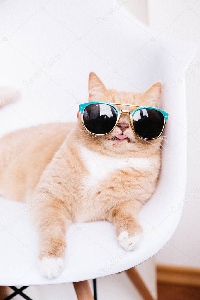       Fashionable cat on a white background