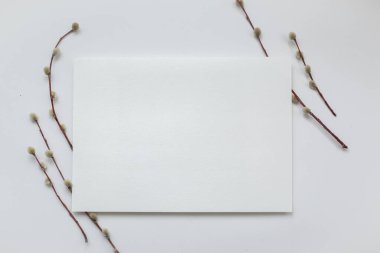 Kayıtlar için soyut bahar arkaplanı. Beyaz arka planda söğüt dalları olan beyaz bir kağıt.