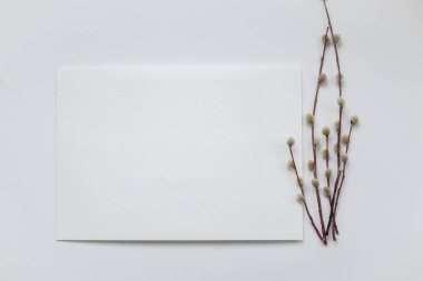 Kayıtlar için soyut bahar arkaplanı. Beyaz arka planda söğüt dalları olan beyaz bir kağıt.