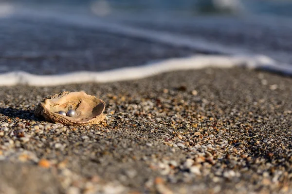 Australian Pearls in the Sea — Stock Photo, Image