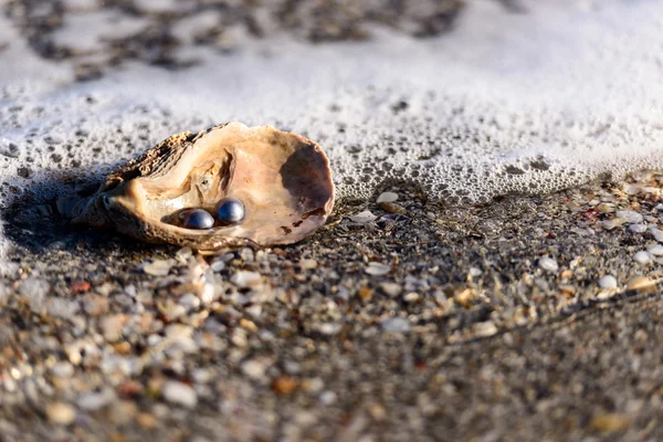 在海的澳大利亚珍珠 — 图库照片