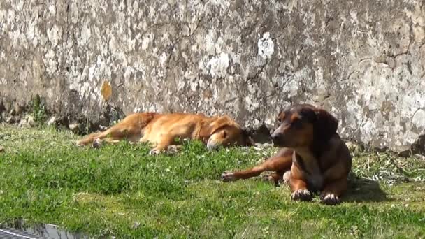 Cachorros relaxados Cães — Vídeo de Stock