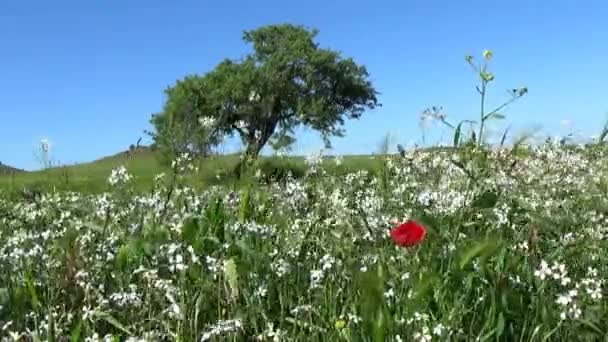 Теплая весна на Сардинии — стоковое видео