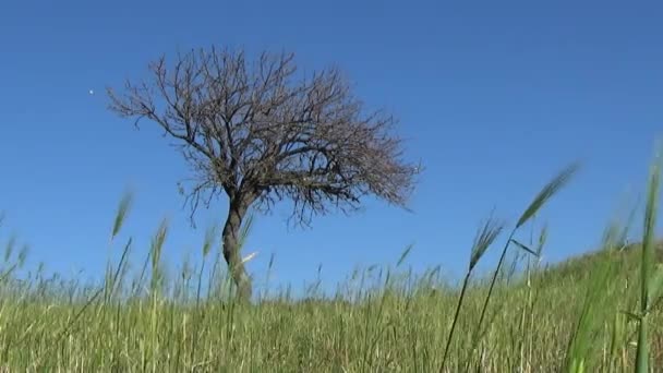 Primavera calda in Sardegna — Video Stock