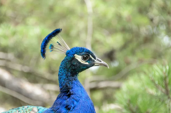 The Peacock in Foreground — Stock Photo, Image