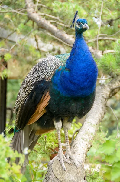 The Peacock in Foreground — Stock Photo, Image