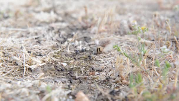 Fourmis en rangée 