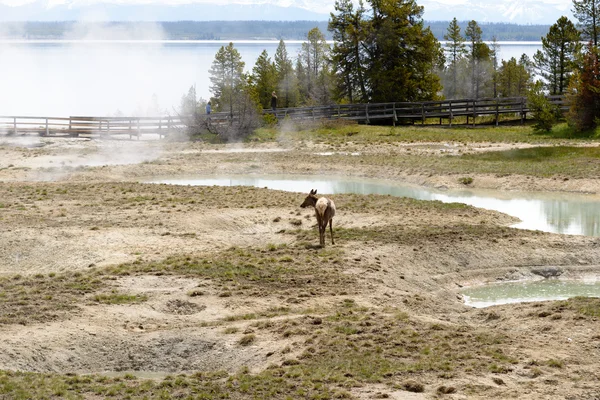 Aguas termales al vapor, con gente en el paseo marítimo, Yellowstone . — Foto de Stock