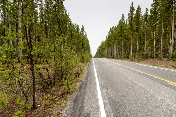 Autopista a través de un bosque —  Fotos de Stock