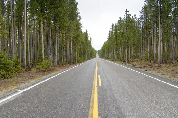 Snelweg door een bos — Stockfoto