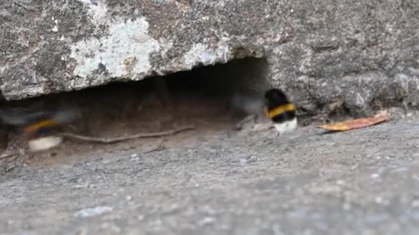 バンブルビーはいくつかの標本で構成される小さなコロニーに生息する社会的な昆虫である 石の空洞の巣への入り口 — ストック動画