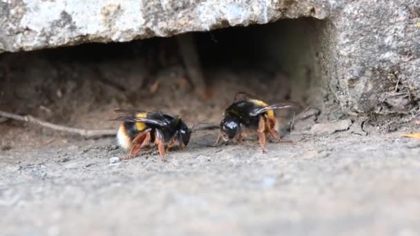 Bumblebees Social Insects Live Small Colonies Consisting Few Specimens Entrance — Stock Video