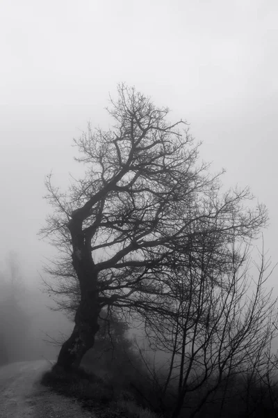 Trees Hidden Fog Winter Mystical Setting — Stock Fotó