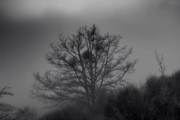 Bäume Die Winter Nebel Versteckt Sind Mystische Kulisse — Stockfoto