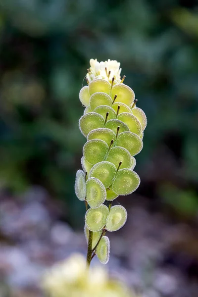 Biscutella Género Botânico Pertencente Família Brassicaceae Planta Selvagem Nas Montanhas — Fotografia de Stock