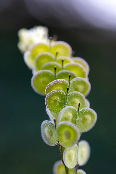 Biscutella Genere Circa Specie Piante Fiore Della Famiglia Delle Brassicaceae — Foto Stock