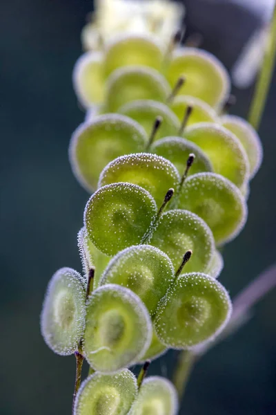 Biscutella Género Botânico Pertencente Família Brassicaceae Planta Selvagem Nas Montanhas — Fotografia de Stock