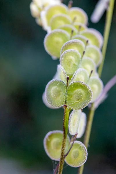 Biscutella Genere Circa Specie Piante Fiore Della Famiglia Delle Brassicaceae — Foto Stock