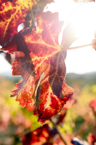 Vigneto colorato illuminato dal sole — Foto Stock