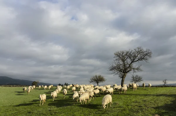 Schafe weiden — Stockfoto