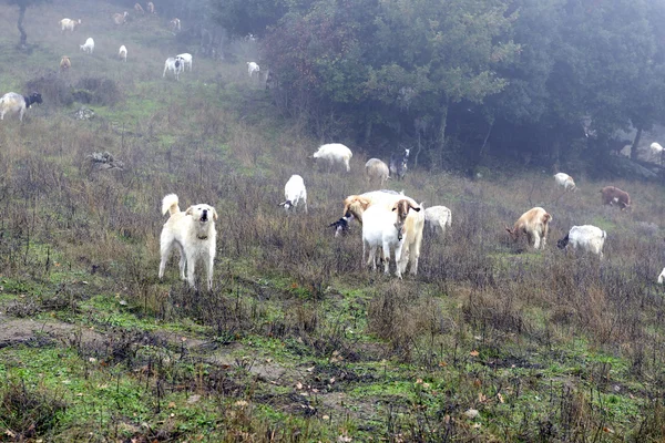 O cão pastor — Fotografia de Stock