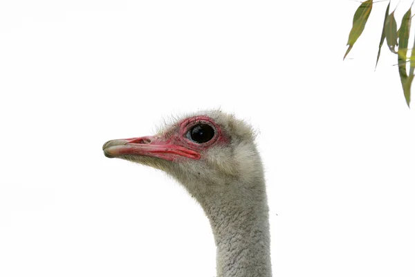 Face Ostrich — Stock Photo, Image