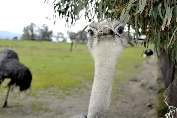 Face Ostrich — Stock Photo, Image