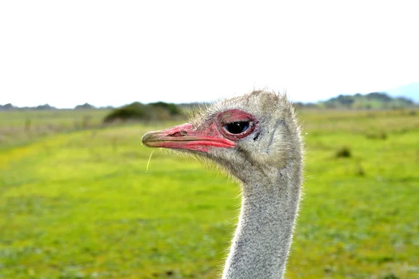 Face Ostrich — Stock Photo, Image