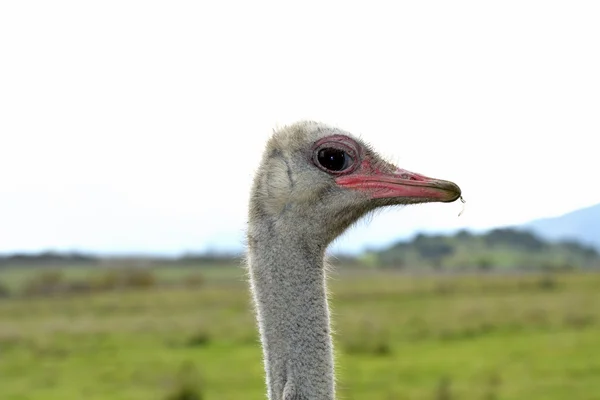 Face Ostrich — Stock Photo, Image