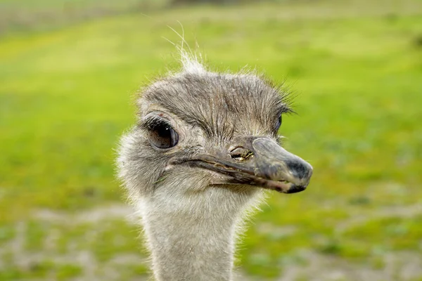 Face Ostrich — Stock Photo, Image